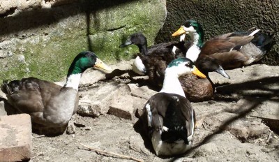 inwshd.jpg (303.58 KiB) Osservato 856 volte inwshd.jpg