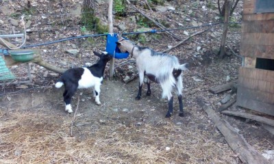 1.1.JPG (150.82 KiB) Osservato 600 volte 1.1.JPG