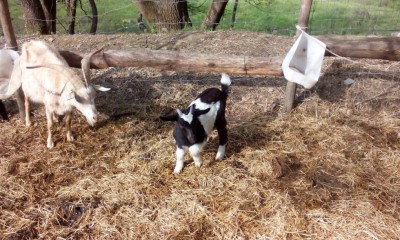 2.1.JPG (171.33 KiB) Osservato 648 volte 2.1.JPG