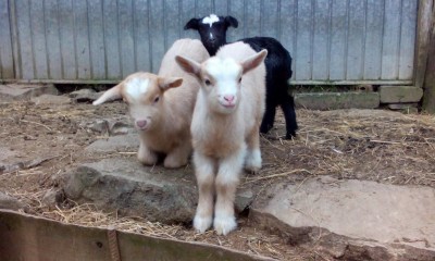 4.1.JPG (98.45 KiB) Osservato 648 volte 4.1.JPG