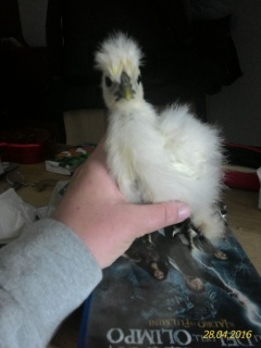 IMG_20160505_232413.jpg IMG_20160505_232413.jpg