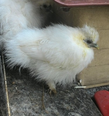 IMG_20160512_101412.jpg (182.74 KiB) Osservato 700 volte IMG_20160512_101412.jpg