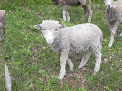 agnello.jpg (162.26 KiB) Osservato 585 volte agnello.jpg