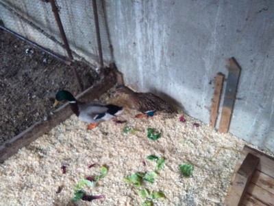 IMG_20160215_140550 (800x600).jpg (335.08 KiB) Osservato 588 volte IMG_20160215_140550 (800x600).jpg