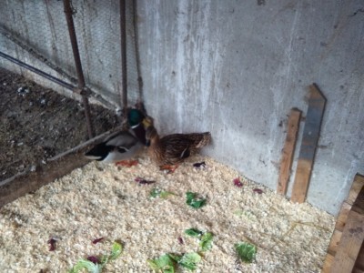 IMG_20160215_140603 (800x600).jpg (331.1 KiB) Osservato 588 volte IMG_20160215_140603 (800x600).jpg