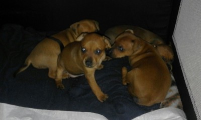 IMG-20160608-WA0000.jpg (186.01 KiB) Osservato 564 volte IMG-20160608-WA0000.jpg