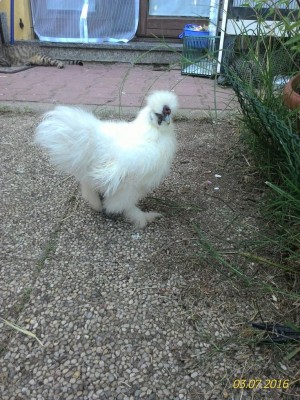 P_20160703_201643_1_p.jpg (190.06 KiB) Osservato 529 volte P_20160703_201643_1_p.jpg