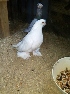 IMG_20160703_194150.jpg (107.8 KiB) Osservato 674 volte IMG_20160703_194150.jpg