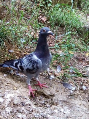 IMG_20160702_182043.jpg (230.57 KiB) Osservato 674 volte IMG_20160702_182043.jpg