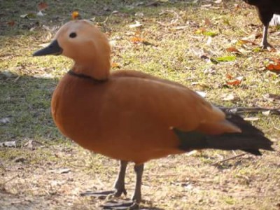 casarca1.jpg (30.03 KiB) Osservato 583 volte casarca1.jpg