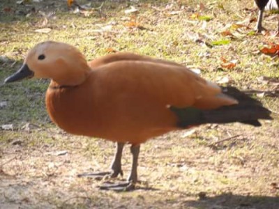 casarca2.jpg (28.02 KiB) Osservato 583 volte casarca2.jpg