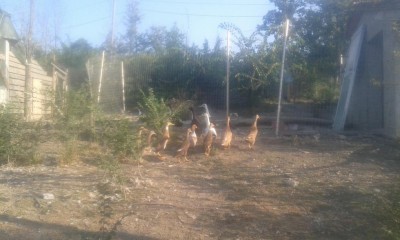 Queste sono le altre anatre / 20160721_074724.jpg 20160721_074724.jpg