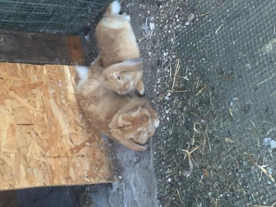 image.jpeg (129.89 KiB) Osservato 534 volte image.jpeg