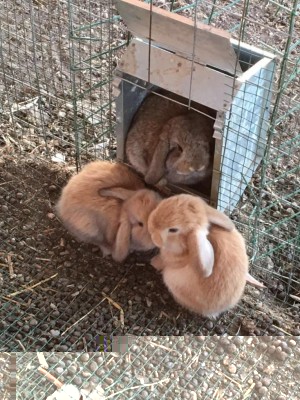 image.jpeg (164.24 KiB) Osservato 534 volte image.jpeg