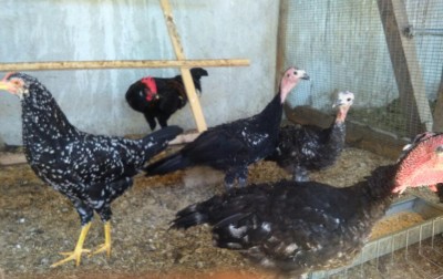 IMG_20160825_205217.jpg (82.69 KiB) Osservato 653 volte IMG_20160825_205217.jpg