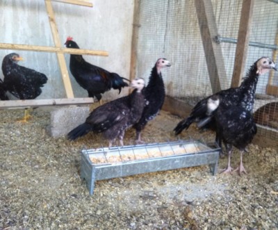 IMG_20160825_210938.jpg (116.49 KiB) Osservato 653 volte IMG_20160825_210938.jpg