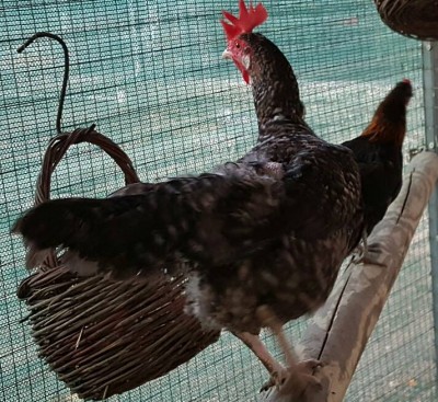 14194189_1154396807961051_564823360_n.jpg (108.16 KiB) Osservato 498 volte 14194189_1154396807961051_564823360_n.jpg