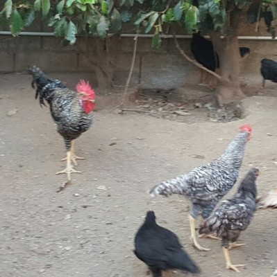 14159198_1154397027961029_1092077173_n.jpg (54.18 KiB) Osservato 540 volte 14159198_1154397027961029_1092077173_n.jpg