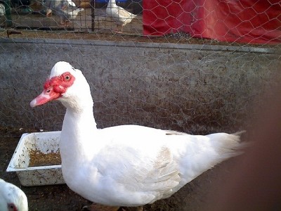 Anatra muta maschio / anatra muta maschio.jpg anatra muta maschio.jpg