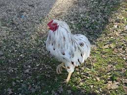 Araucana / araucana splash 1.jpg araucana splash 1.jpg