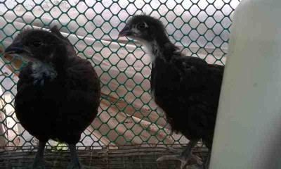 pulcinotti australorp.jpg (27.47 KiB) Osservato 686 volte pulcinotti australorp.jpg