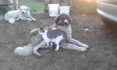 20151231_081025.jpg (84.08 KiB) Osservato 1734 volte 20151231_081025.jpg