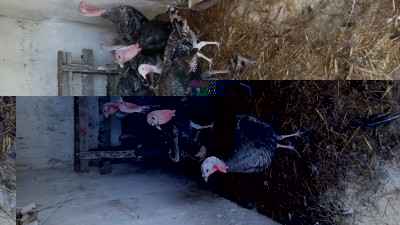 20160917_111939.jpg (117.11 KiB) Osservato 619 volte 20160917_111939.jpg