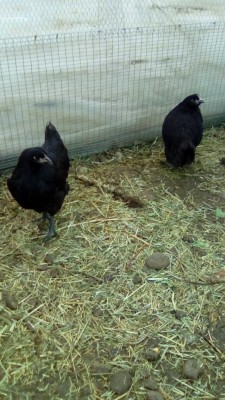 Trio australorp / IMG_20161020_165255.jpg IMG_20161020_165255.jpg