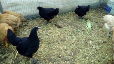 Trio / IMG_20161020_165353.jpg IMG_20161020_165353.jpg