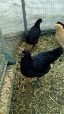 Maschio australorp / IMG_20161020_165655.jpg IMG_20161020_165655.jpg