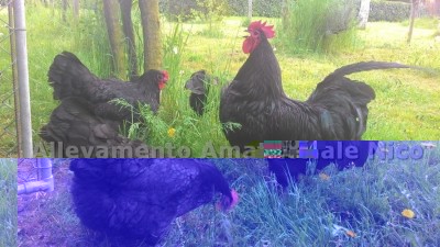 ssss.jpg (114.48 KiB) Osservato 769 volte ssss.jpg