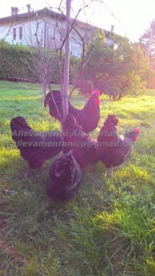 australorp.jpg (120.97 KiB) Osservato 769 volte australorp.jpg