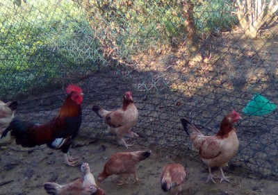 IMG_20161113_093142.jpg (128 KiB) Osservato 913 volte IMG_20161113_093142.jpg