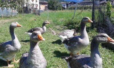 20160811_114146.jpg (162.44 KiB) Osservato 612 volte 20160811_114146.jpg