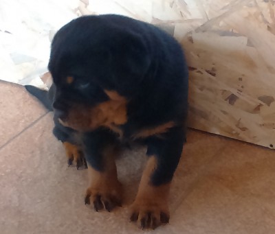 to2.jpg (194.43 KiB) Osservato 606 volte to2.jpg