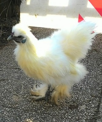 IMG_20170103_144127.jpg (119.28 KiB) Osservato 695 volte IMG_20170103_144127.jpg