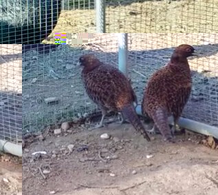 IMG_20170107_162949.jpg IMG_20170107_162949.jpg