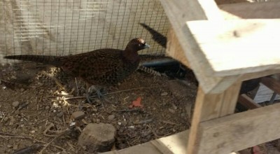 IMG_20170107_163054.jpg (113.88 KiB) Osservato 710 volte IMG_20170107_163054.jpg