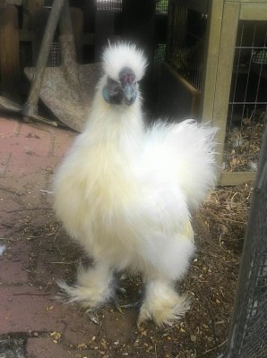 P_20170124_130238_1_p_1.jpg (101.43 KiB) Osservato 597 volte P_20170124_130238_1_p_1.jpg