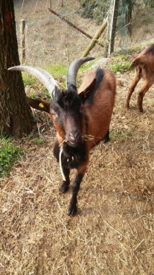 becco01.jpg (159.63 KiB) Osservato 588 volte becco01.jpg