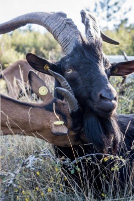 rolando.jpg (126.18 KiB) Osservato 607 volte rolando.jpg