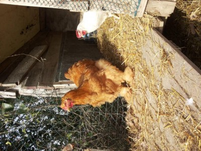 20170128_111732.jpg (184.36 KiB) Osservato 684 volte 20170128_111732.jpg