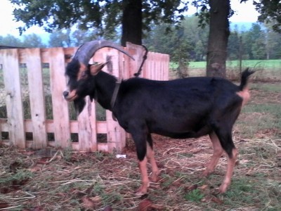 IMG-20160915-WA0001.jpg (123.56 KiB) Osservato 795 volte IMG-20160915-WA0001.jpg