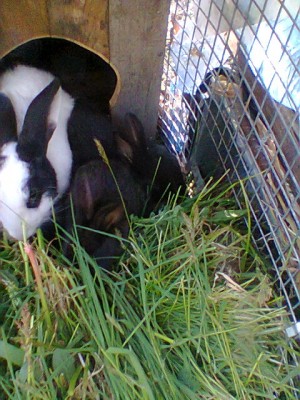 1.jpg (127.94 KiB) Osservato 641 volte 1.jpg