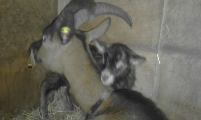 IMG-20170327-WA0001.jpg (50.33 KiB) Osservato 634 volte IMG-20170327-WA0001.jpg