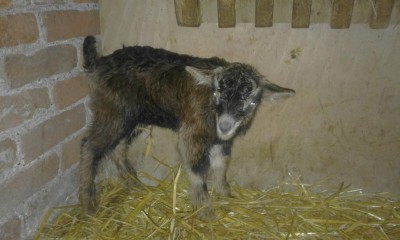 IMG-20170327-WA0002.jpg (67.41 KiB) Osservato 668 volte IMG-20170327-WA0002.jpg