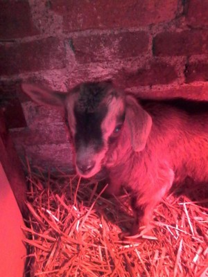 IMG-20170327-WA0005.jpg (102.44 KiB) Osservato 668 volte IMG-20170327-WA0005.jpg