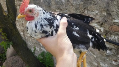 GALLO 1 / 20170423_153824.jpg 20170423_153824.jpg