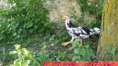 GALLO 2 / 20170423_154048.jpg 20170423_154048.jpg