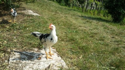 GALLO 4 / 20170423_154342.jpg 20170423_154342.jpg